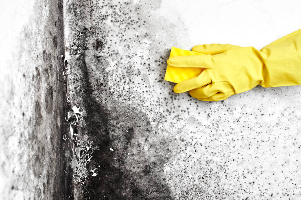 Mold Remediation for Rental Properties in Spring Valley Lake, CA